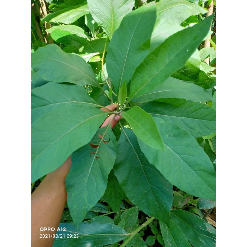 

daun sambung nyawa segar 500 gram