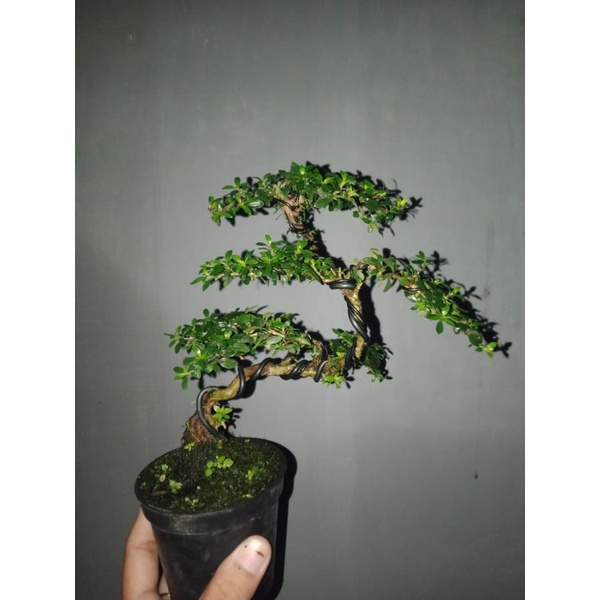 Bonsai serbin ukuran mame siap pajang +pot plastik