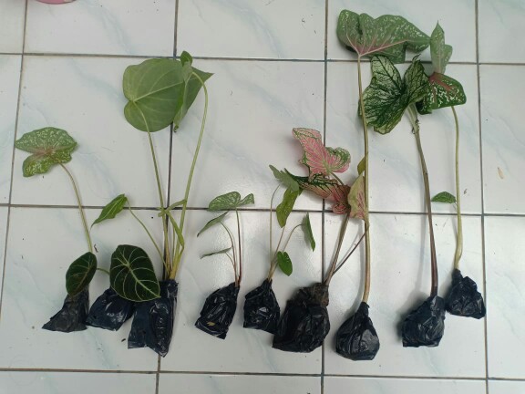 Alokasia Black Velvet Remaja Daun 1 - 2 Dan 3