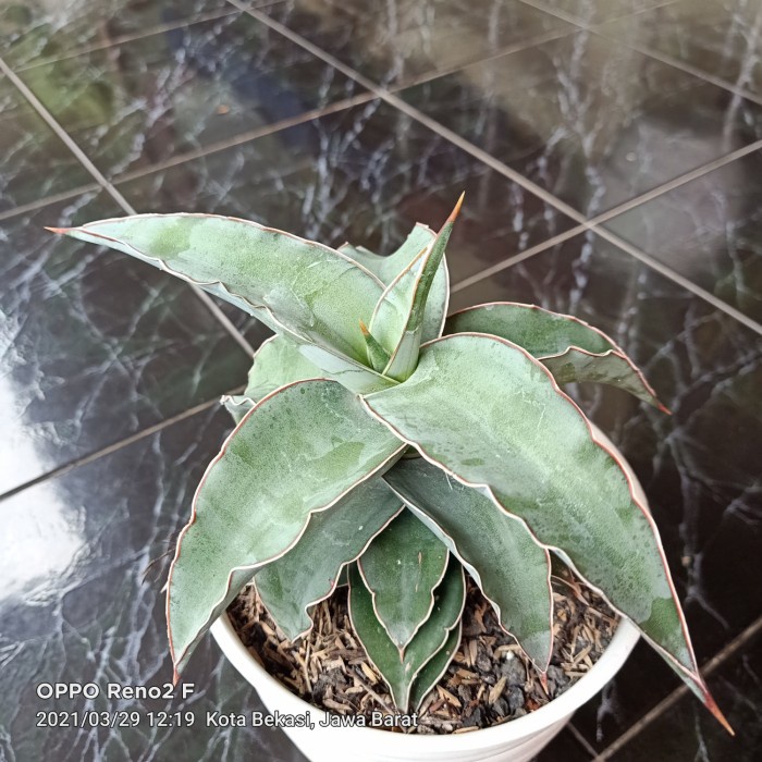 

Sansivera Lavronas Silver