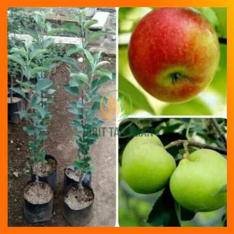 Bibit Apel Anna Merah Okulasi Berkualitas Siap Berbuah