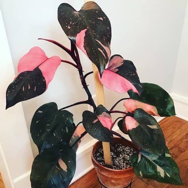 TANAMAN HIAS PHILO DENDRON PRINCES