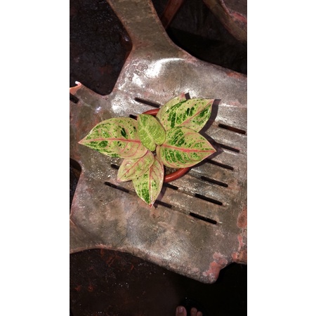 aglonema romantic love