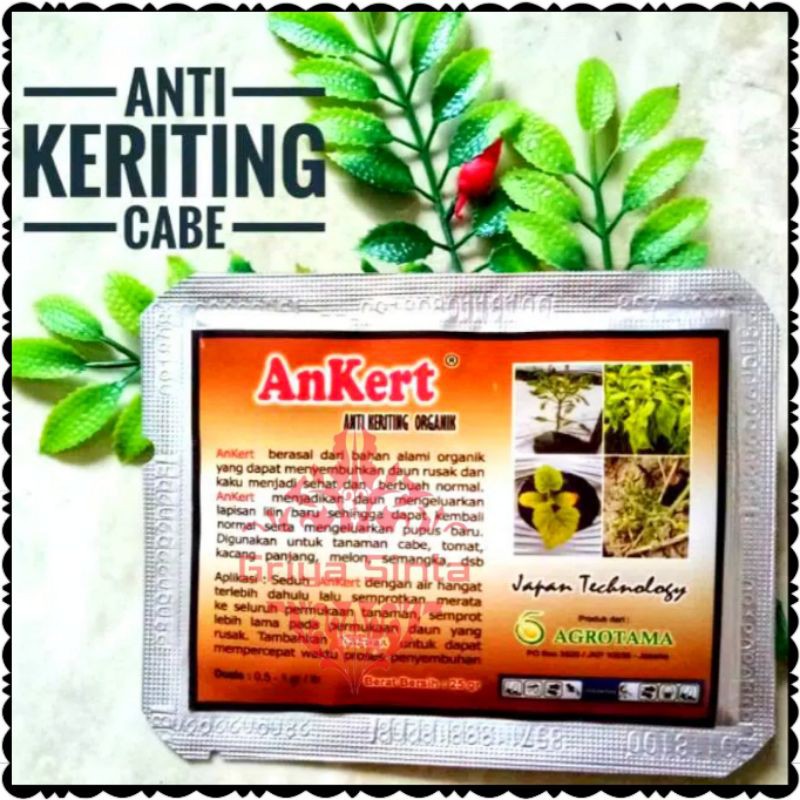 Obat Keriting Cabe organik atau AnKert