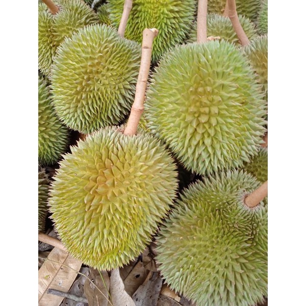 

durian petruk
