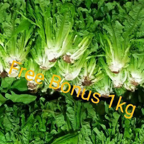 

Siomak Daun 1 kg + Gratis Bonus