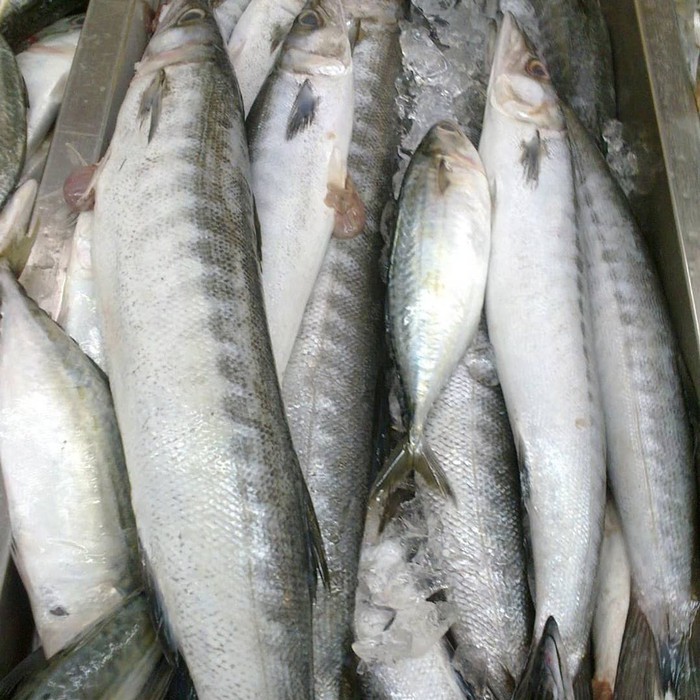 Jual Ikan Kacang Kacang Indonesia Shopee Indonesia