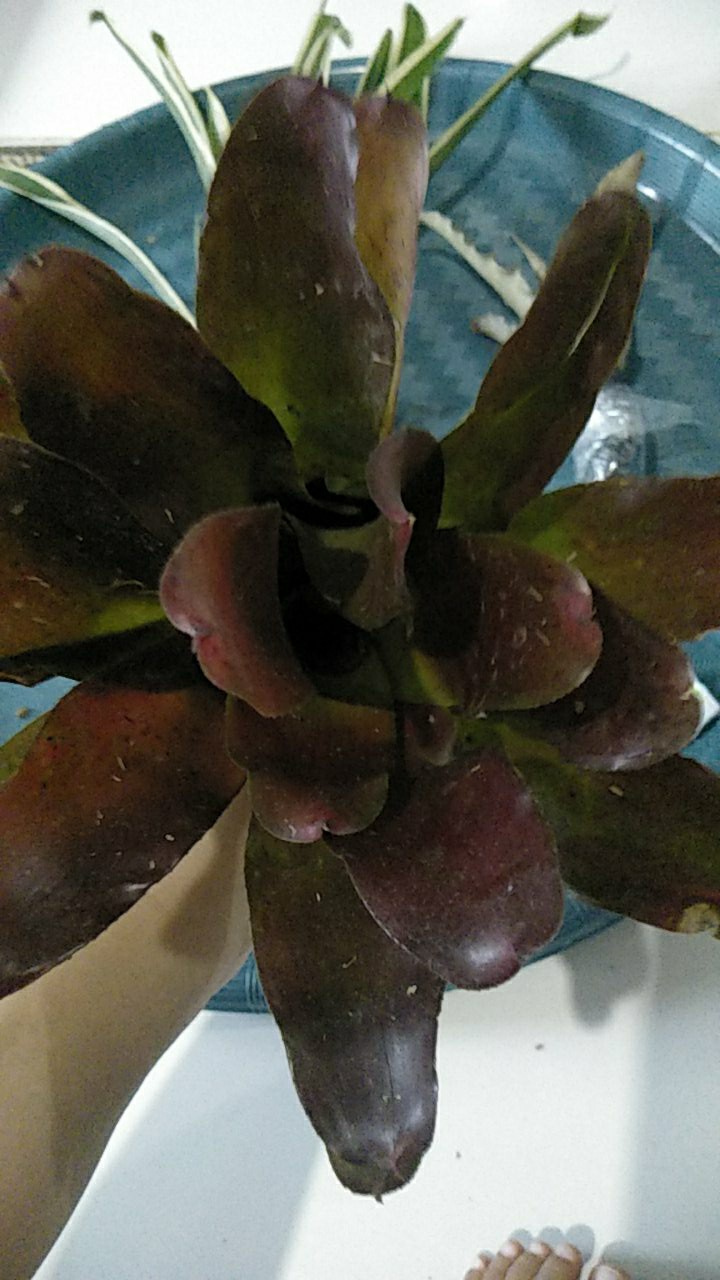 Tanaman Hias Bromelia Mawar