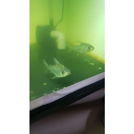 ikan hias yff/yellow feifeng flag tail ukuran 15cm