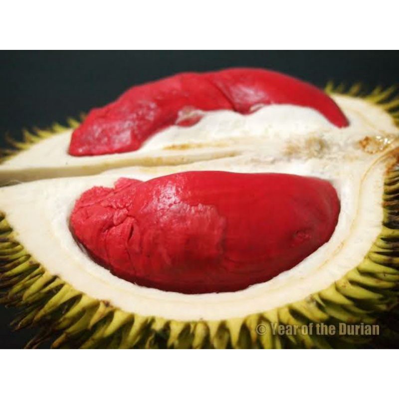 Bibit Durian merah tabulampot
