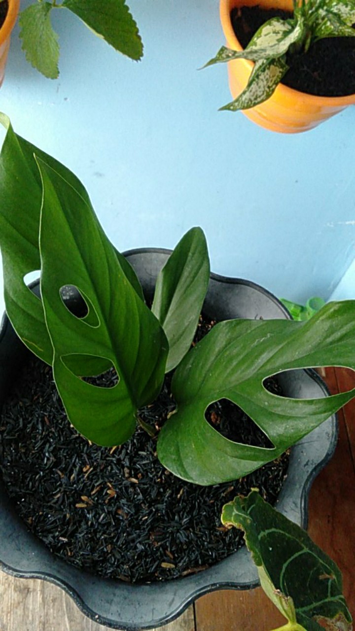 Pohon Mostera | Tanaman Hias Mostera