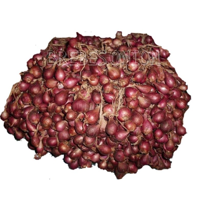 Bibit bawang merah asli Brebes 5 kg