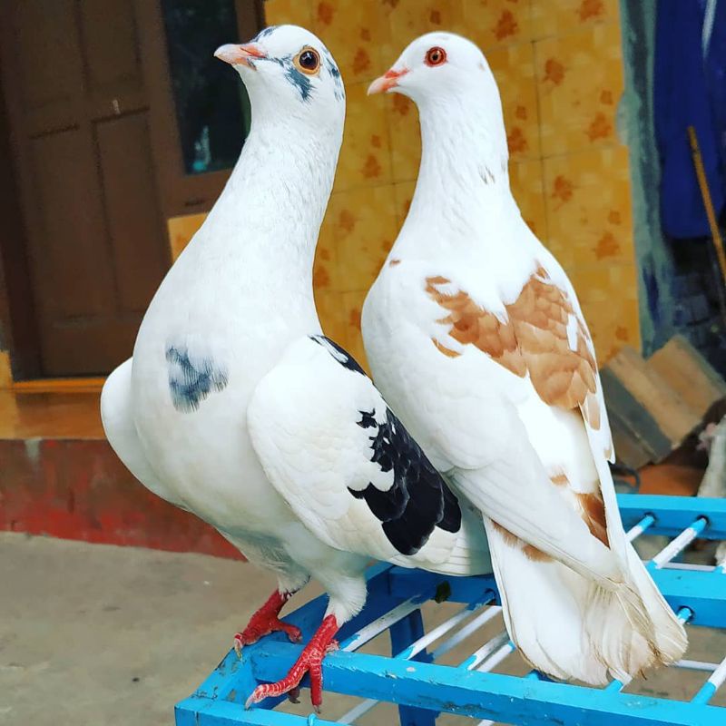 Jual Burung Dara Merpati Sepasang Giring Keras Free Jagung Kristal | Shopee Indonesia