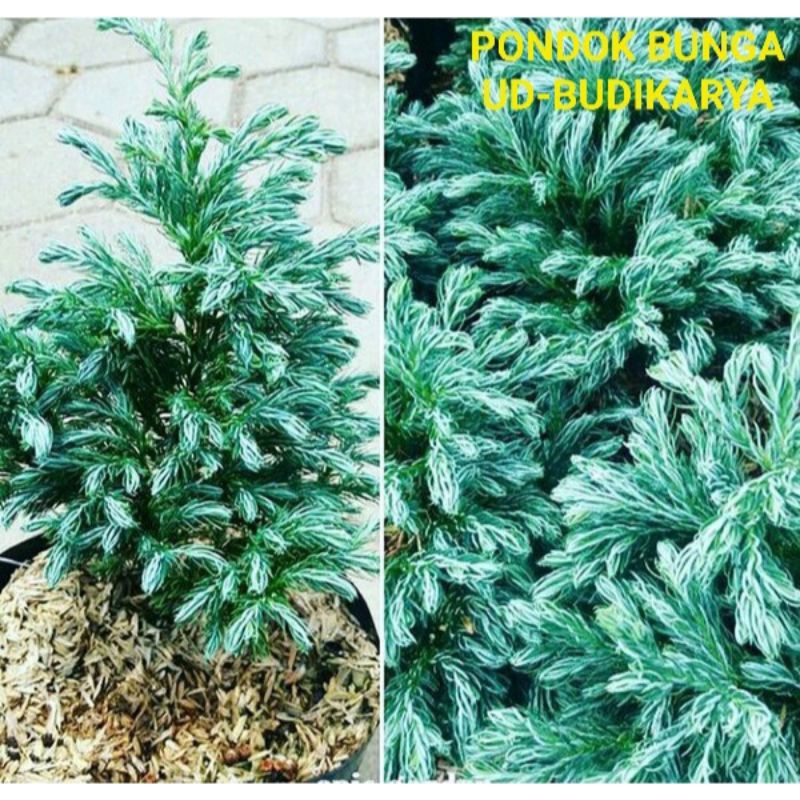 Tanaman Hias Cemara Perak/Cemara Salju/Pines Silver Bibit Berkualitas Dan Daun Rimbun Batang Besar K