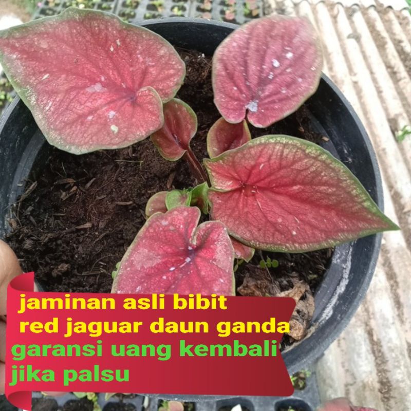 Keladi Thailand Red Jaguar