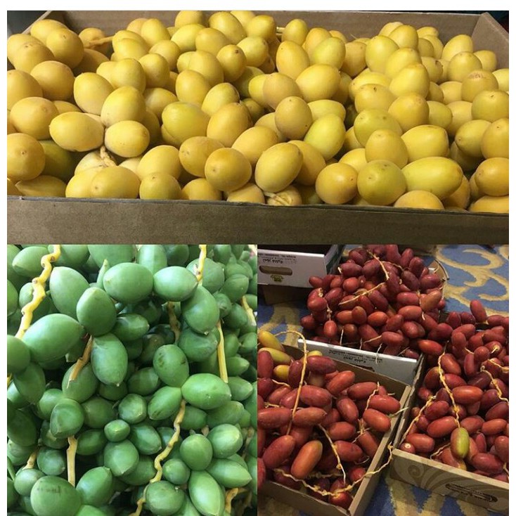 

Kurma Muda Murah 500gr