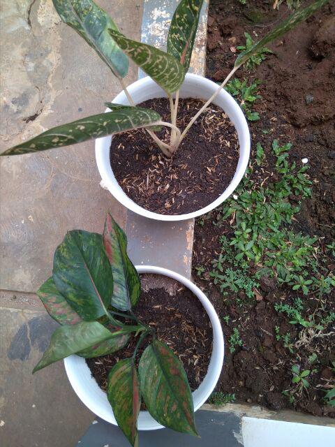 Tanaman Hias Aglonema Engheng-hengheng