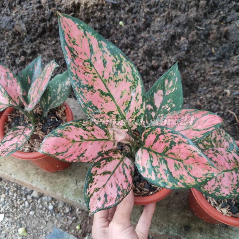 aglaonema lady valentine - aglonema lady valentine - aglonema - aglaonema