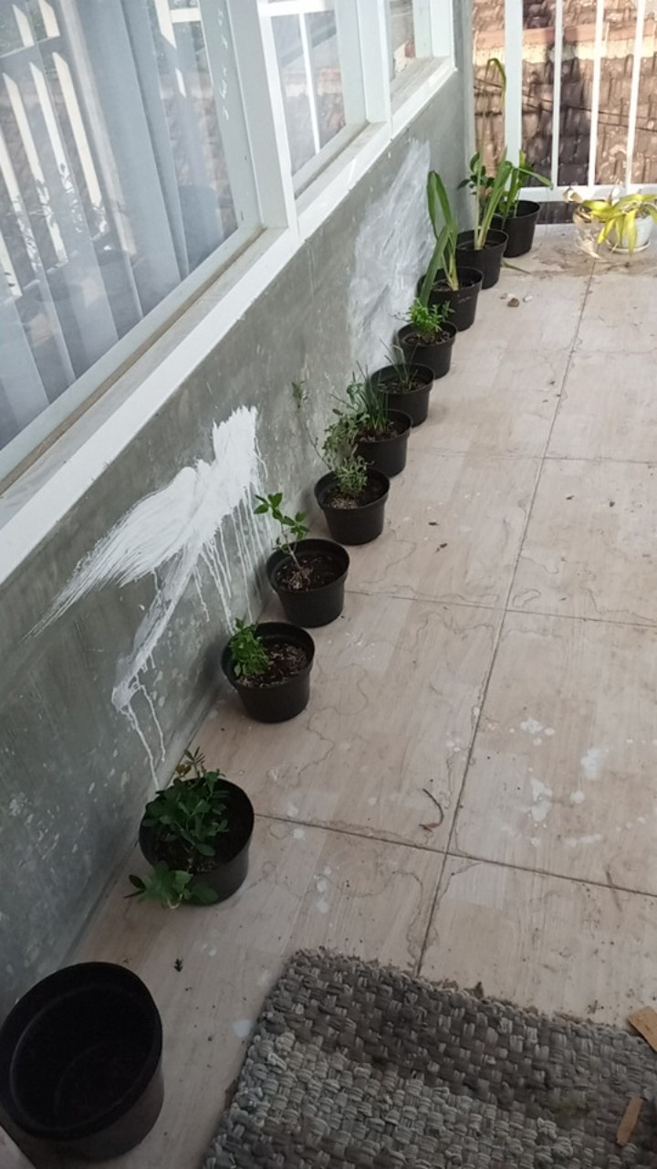 Tanaman Hias - Bibit Bunga Kacang Kuning