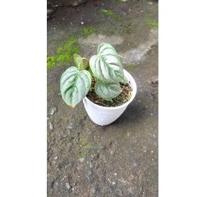 philodendron sodiroi