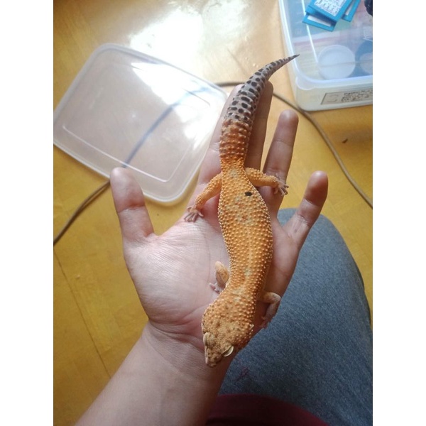 mainan gecko giant dewasa jumbo