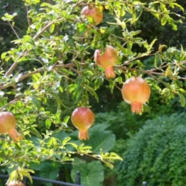 Pohon delima merah bibit tanaman pohon delima merah