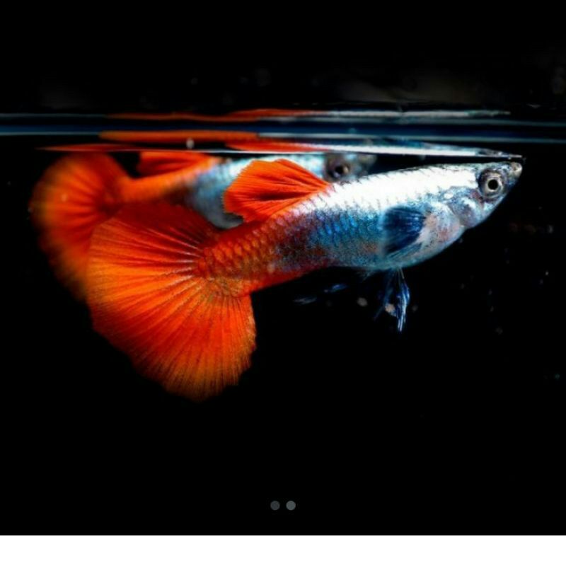 guppy PRTDE sepasang jantan& betina