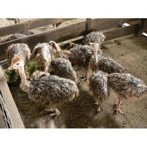 Ayam Burung Unta 1 Bulan Shopee Indonesia