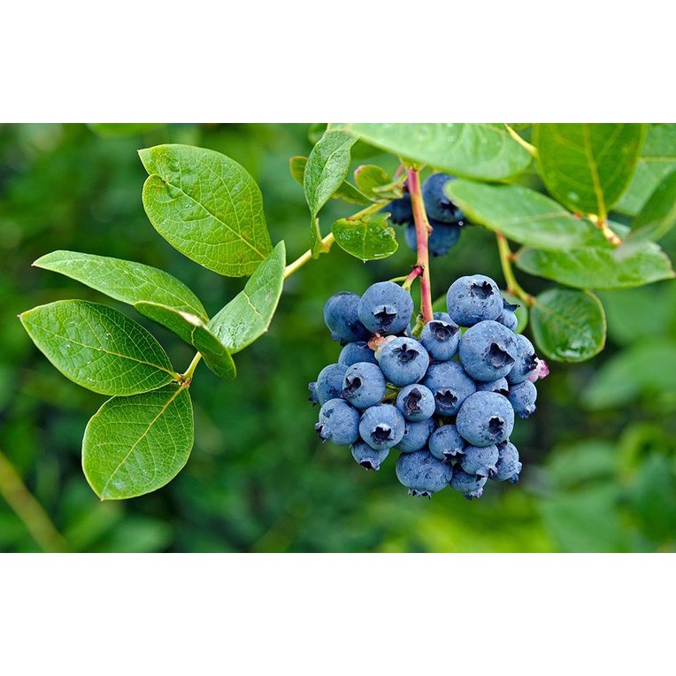 Benih Bibit Biji - Buah Blueberry Bluberi Berries Fruit Seeds - IMPORT