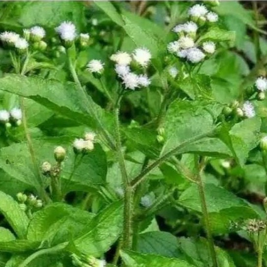 

200gr DAUN BANDOTAN SEGAR Daun BABADOTAN KISTA ASAM URAT DIABETES 200gr