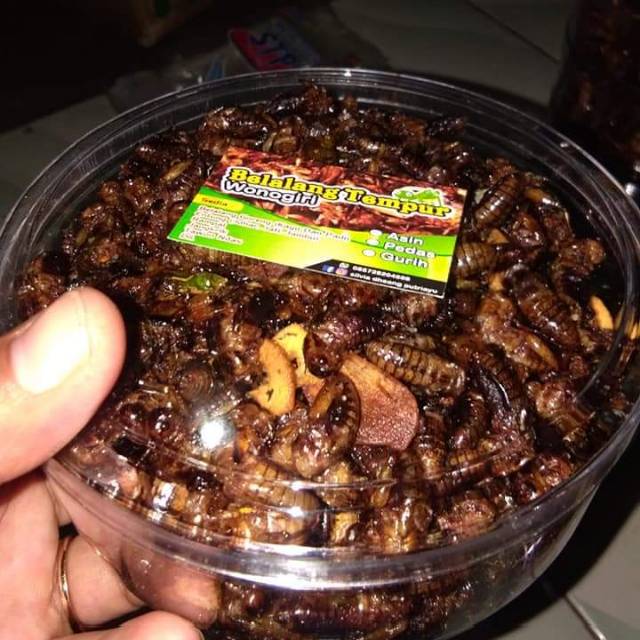 

Belalang tempur wonogiri(jangkrik liar)