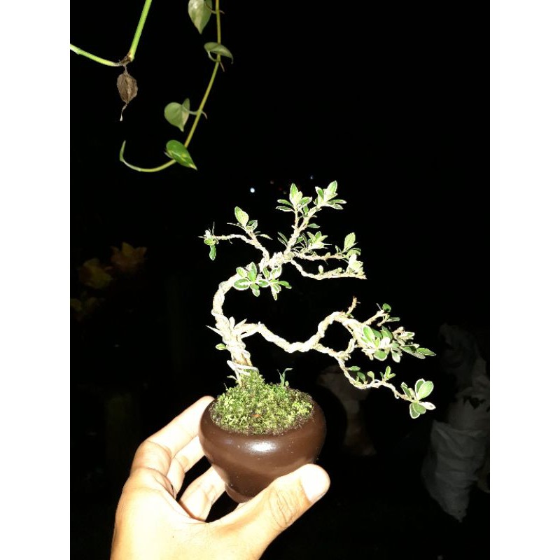 bonsai mirten hingkip