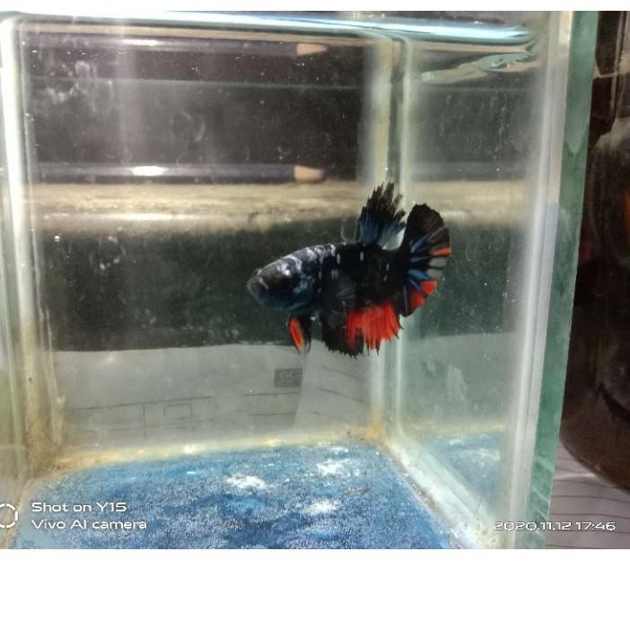 Features bahan Avatar kalimaya BELI 5 GRATIS 1, Qt1....