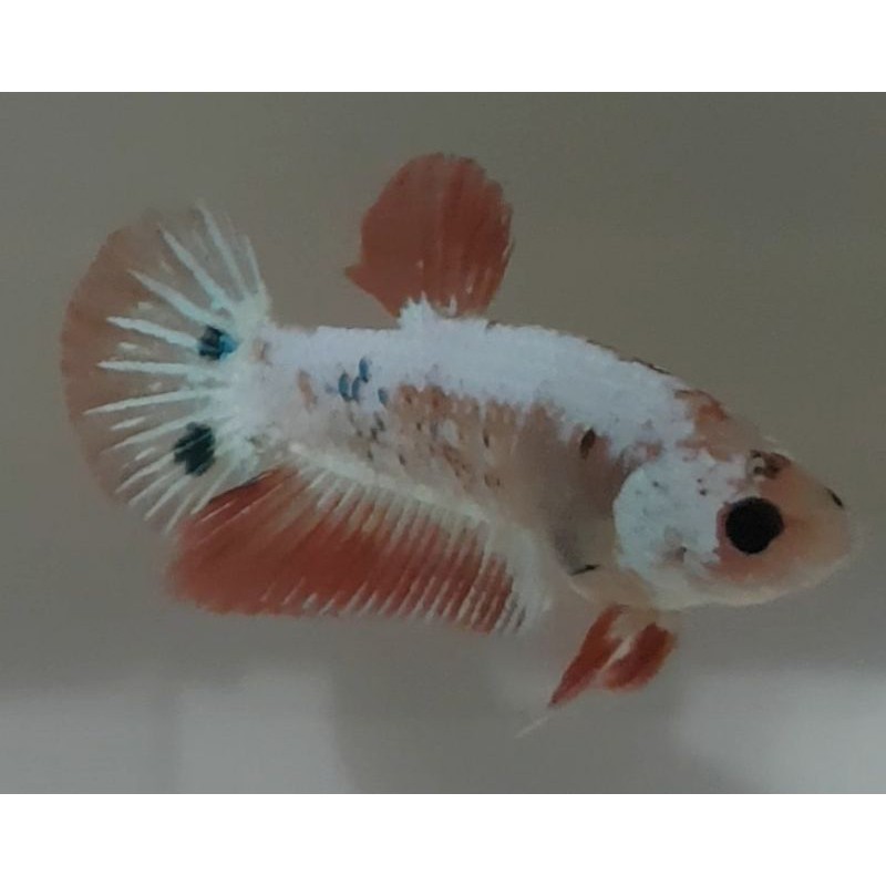 Cupang real marble white scale