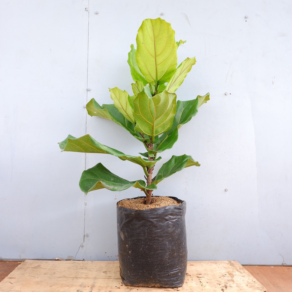 Ketapang Biola - Ficus Lyrata - Tanaman Hias