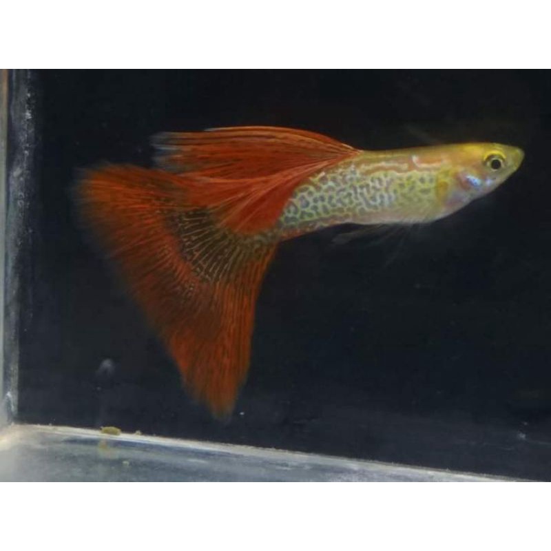 BLONDE RED LACE GUPPY MURAH BERKUALITAS(Remaja)