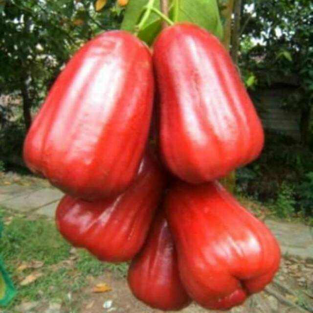 Bibit jambu air madu merah