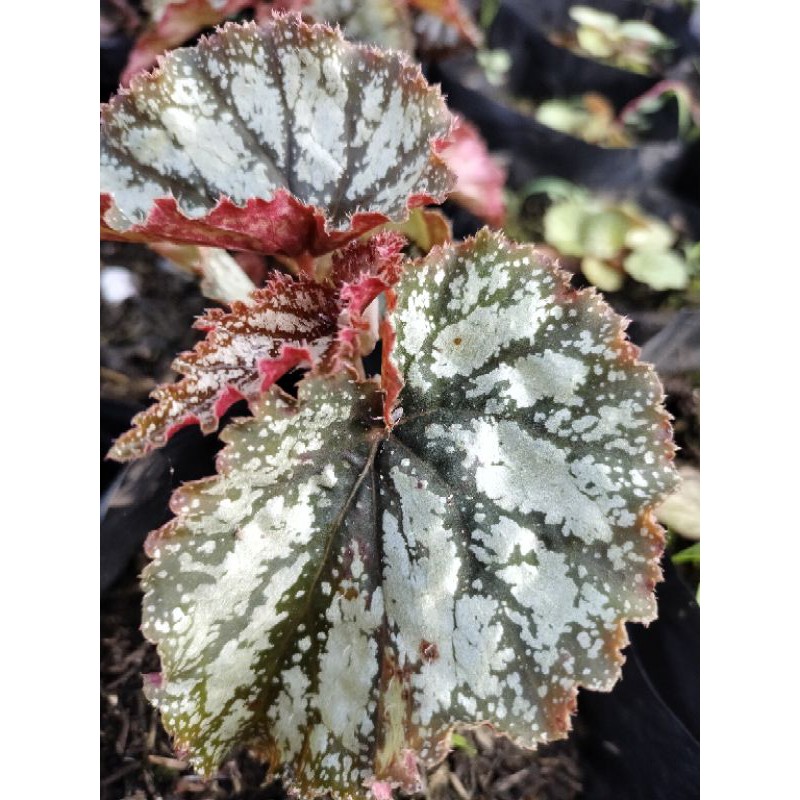 begonia Daun silver