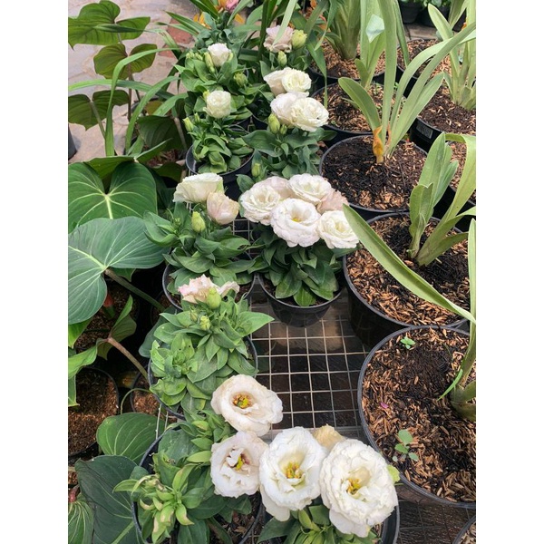 Mawar lisianthus / mawar tanpa duri murah