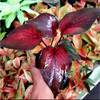 Bibit Caladium Red Guardian Shopee Indonesia