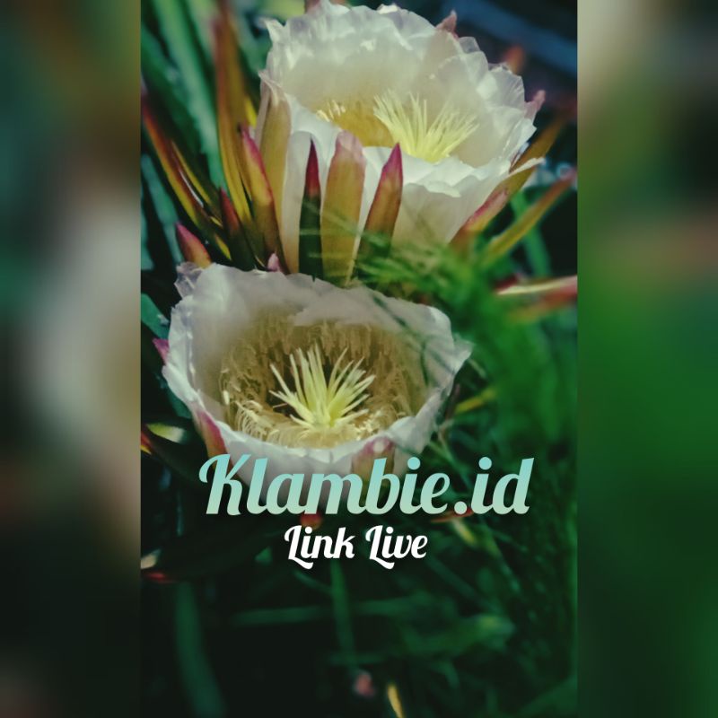 Produk Klambie.id | Shopee Indonesia