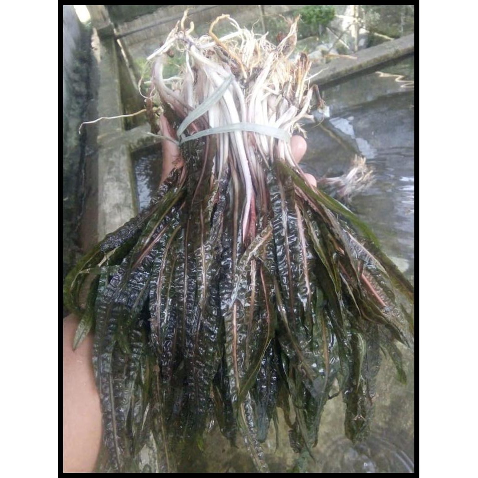 Terbaru Echinodorus Balansae/ Tanaman Hias Aquascape Echinodorus Balansae