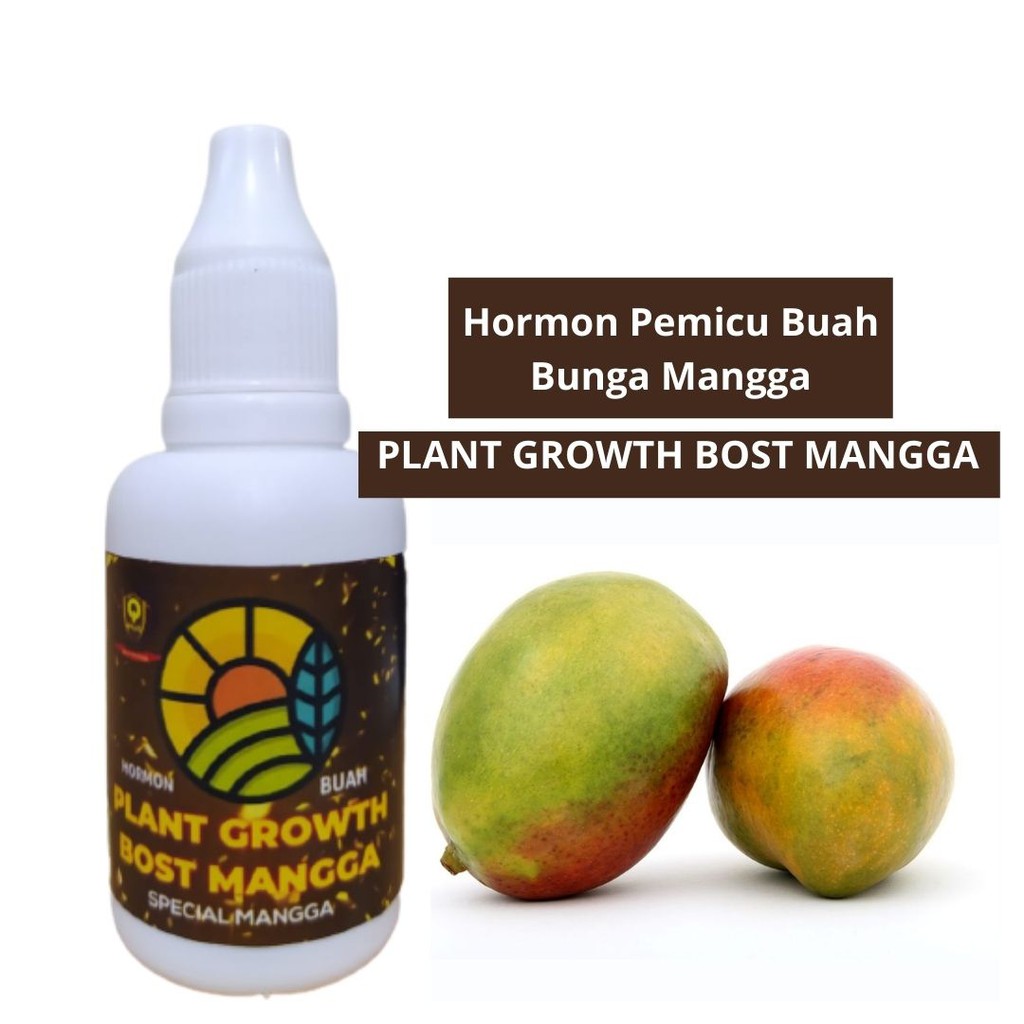 Hormon Mangga, Hormon Pemacu Pembungaan buah Mangga, Booster Mangga