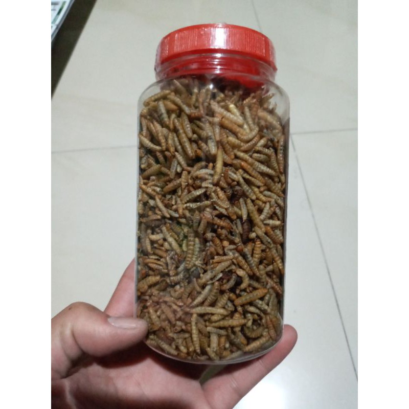 PAKAN IKAN CHANNA PREDATOR ULAT HONGKONG KERING MAGGOT SUPER HSW Berat 135 gr