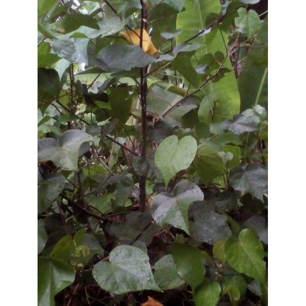 Bahan Bonsai Waru Taiwan