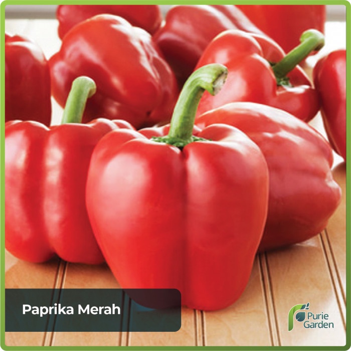 BEST DEAL TERLARIS PAKET HEMAT BIBIT / BENIH SAYUR SAYURAN PAPRIKA 