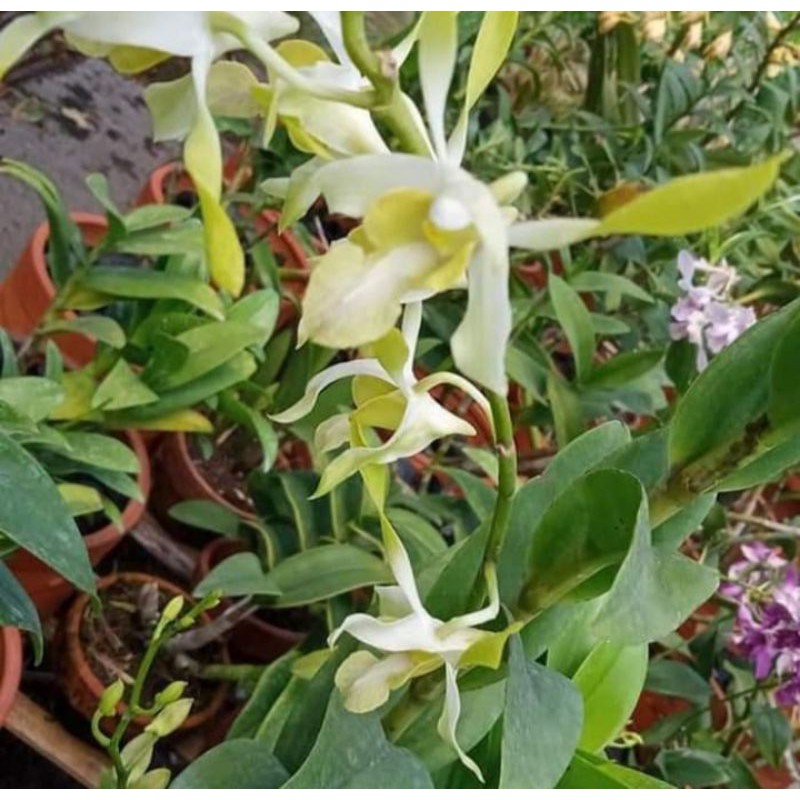 Pohon Anggrek Dendrobium Kriting Dewasa Bunga Putih / Rabbit Spatula