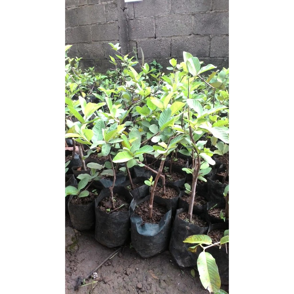 DWS01 BIBIT JAMBU KRISTAL CANGKOKAN