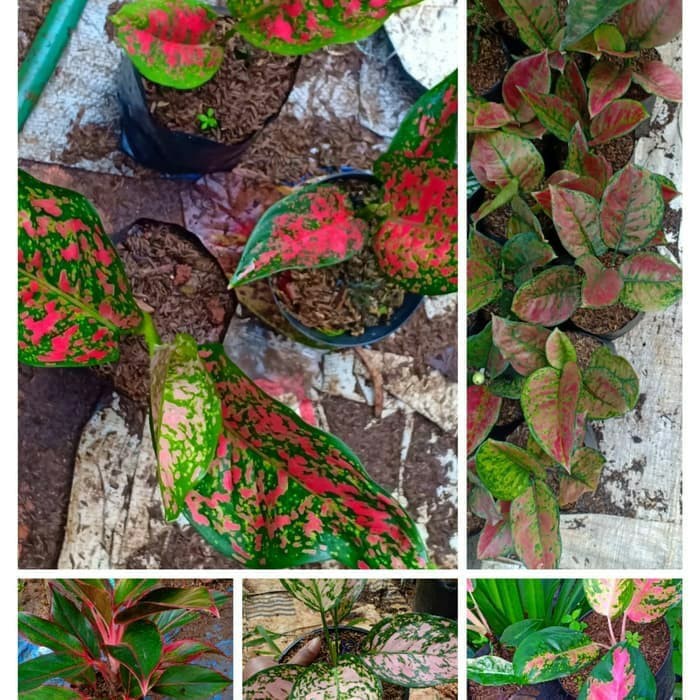 Paket 5 Bibit Aglonema - Bunga Aglonema