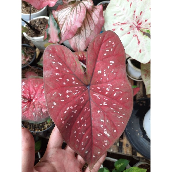 CALADIUM DARKCOCO (DOH)